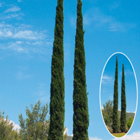 Chiparos toscan columnar