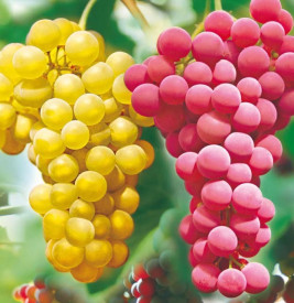 Ofertă specială 2 buc. viţă de vie fără seminţe