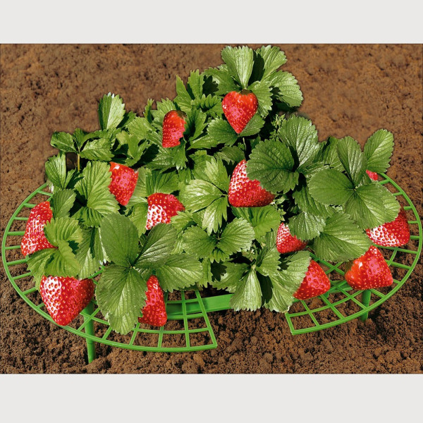 Grilaj pentru căpşuni (5 buc)