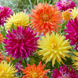 Dalii Boogie Woogie (3 buc)