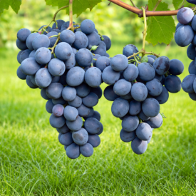 Viţă de vie Moldova