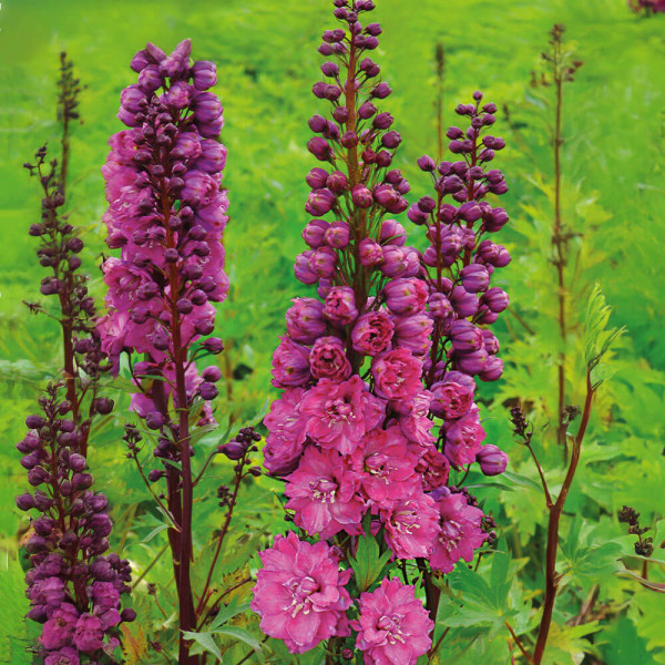 Nemțisor roz Pink Empire (2 buc)