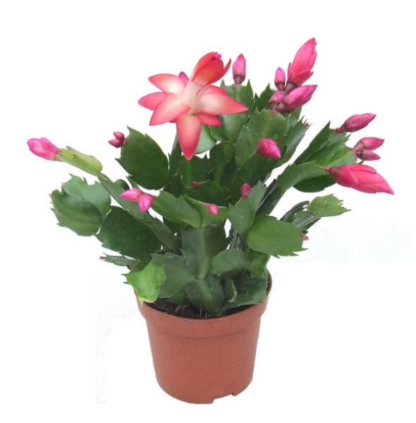 Crăciuniţă, cactus