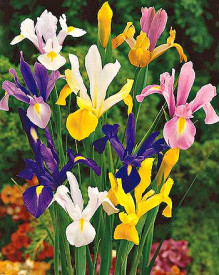 Iris olandez (8 buc)