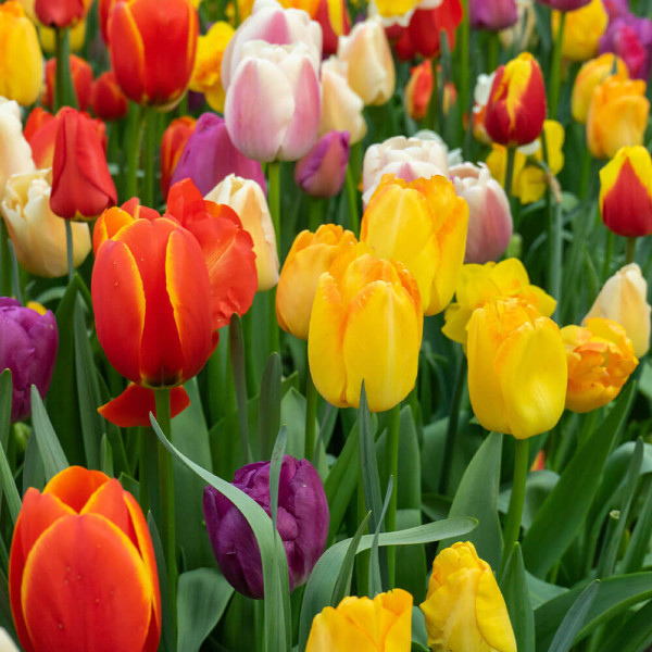 Lalele Funfair mix de culoare (10 buc)