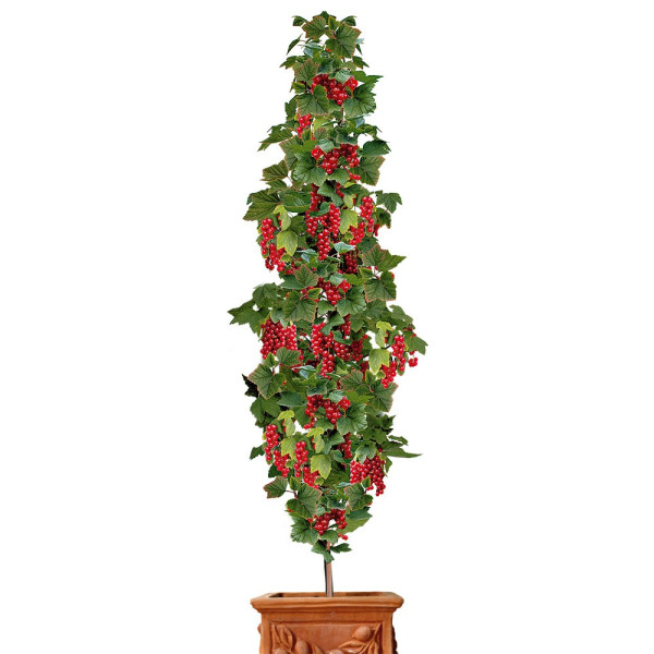 Coacăz Rovada, columnar