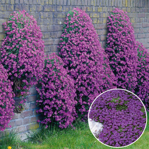 Aubretia Mov