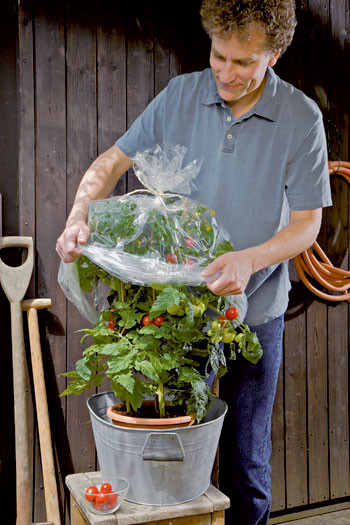 Folie pentru acoperirea tomatelor, cu găuri
