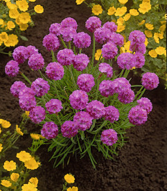 Limba peştelui (3 buc)