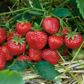 Căpşuni Hummi Senga Sengana (6 buc)