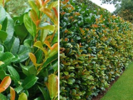 Mălin decorativ (3 buc)