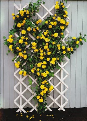 Trandafir căţărător galben Royal Gold în ghiveci