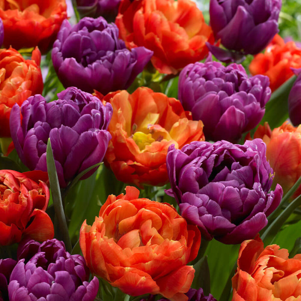 Lalele cu flori involte Caribbean Fantasy (12 buc)