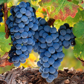 Viță de vie fără semințe Venus