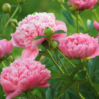 Bujor Sarah Bernhardt (3 buc)