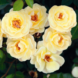 Trandafir galben preferatul albinelor