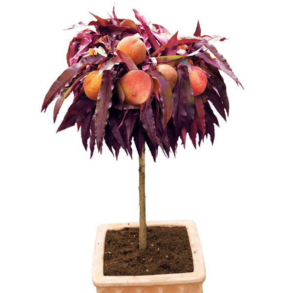 Piersic pitic cu frunze roșii