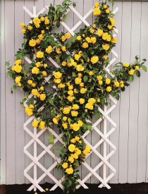 Trandafir căţărător galben Royal Gold în ghiveci