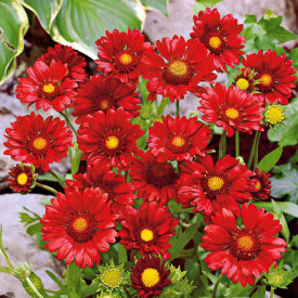 Fluturei Burgunder (3 buc)