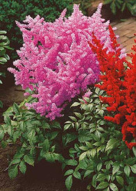Astilbe roz