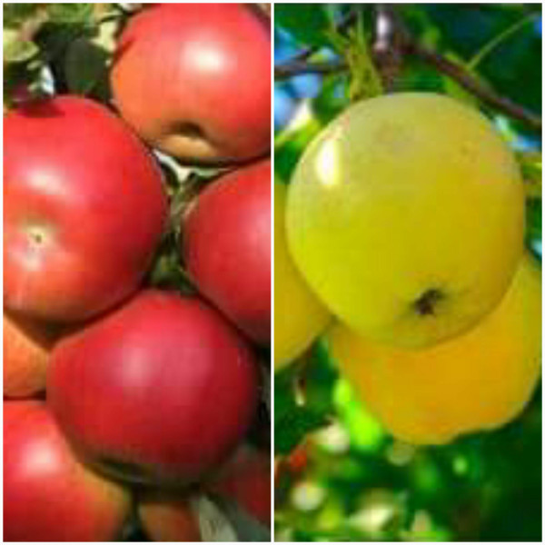 Ofertă măr Idared și Golden