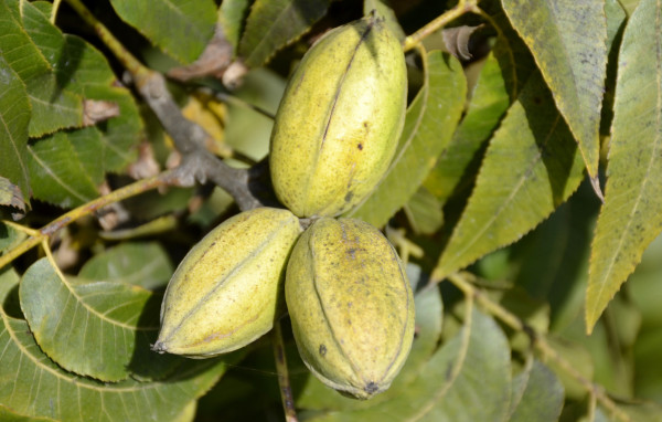 Nuc Pecan