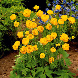 Bulbuci Goldkönigin