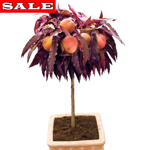 Piersic pitic cu frunze roșii