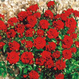 Trandafir Foc Parfumat