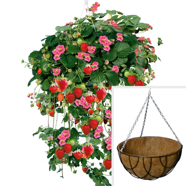 Ofertă 3 căpşuni Rosalie + 1 ghiveci suspendat, natur