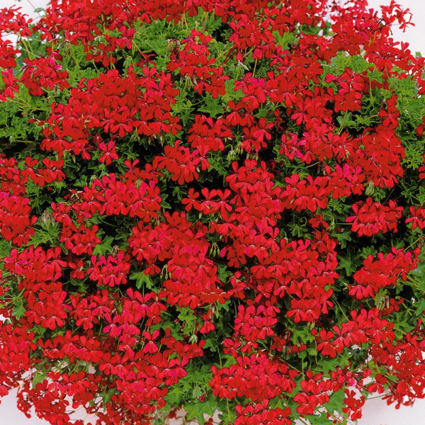 Mușcate curgătoare roșii, Focul din Tirol (3 buc)