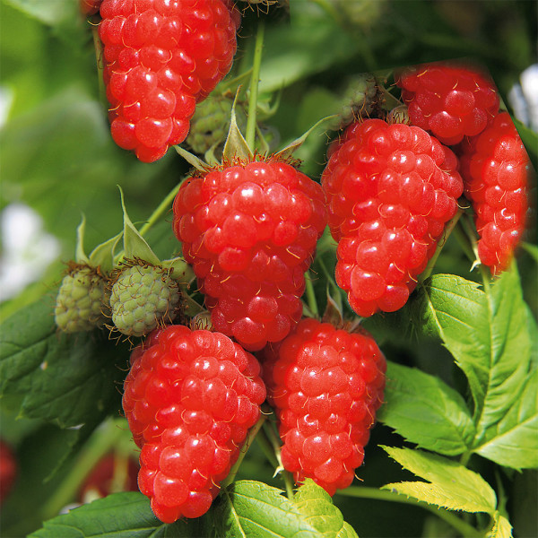 Zmeur Two Timer Sugana (2 buc)