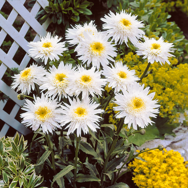 Margarete Crazy Daisy
