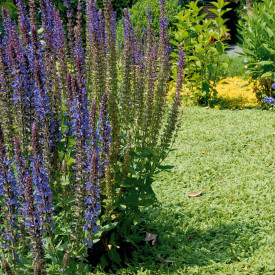 Salvie de câmp(3 buc)