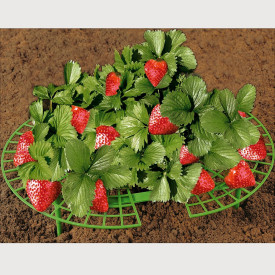 Grilaj pentru căpşuni (5 buc)