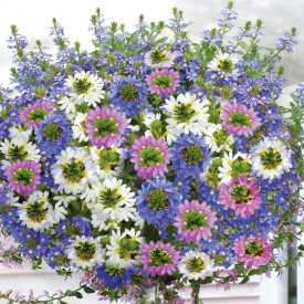 Floarea evantai (9 buc)