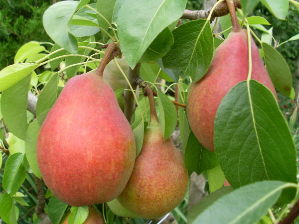 Păr Favorita lui Clapp