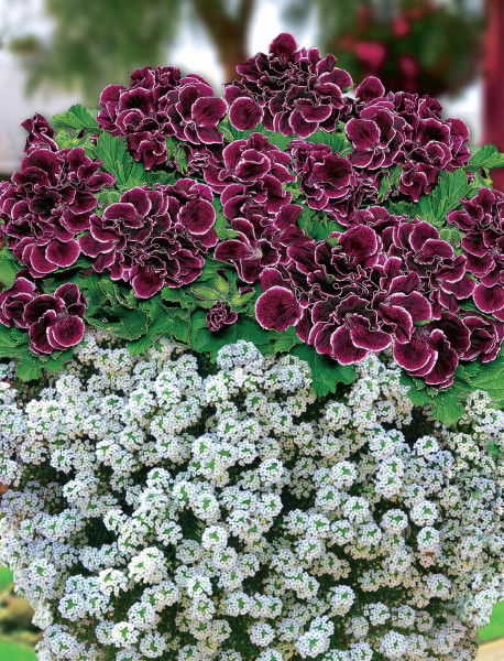 1 Aristo la ghiveci mare și 3 Snow Princess