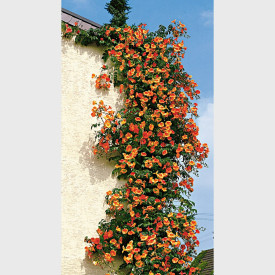 Pipa turcului roşu-portocalie