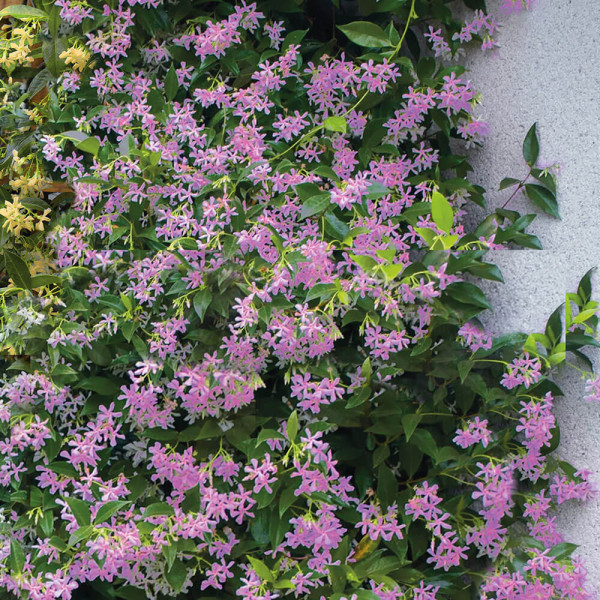 Iasomie stelată toscană, roz