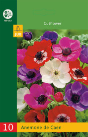Anemone De Caen mix (10 buc)