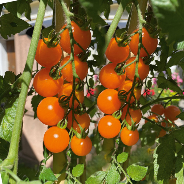 Tomate galbene CherryGold F1