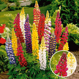 Lupin peren roșu