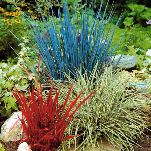 Mix de iarbă ornamentală (3 buc)