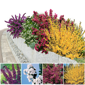 Arbuşti ornamentali (4 buc)