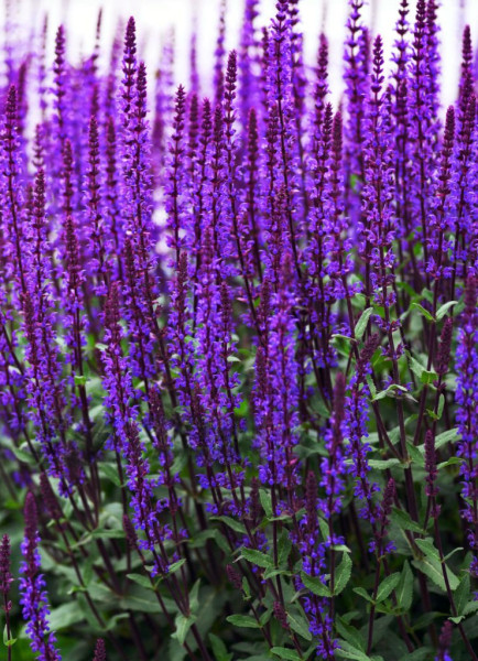 Salvia nemorosa, mov-albăstrui