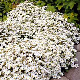 Arenaria (3 buc)