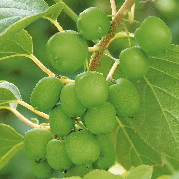 Mini Kiwi Fresh Jumbo