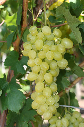 Viță de vie de masă fără semințe Queen of Sheba