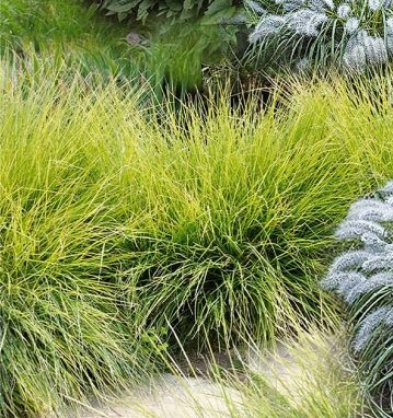 Iarbă ornamentală Sesleria, verde-albăstrui (3 buc)